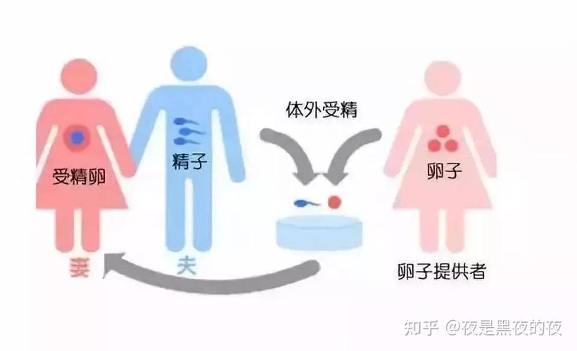 供卵在中国合法吗【中国是否允许供卵合法？】