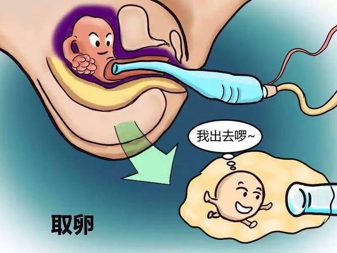 供卵试管代怀双胞胎零风险_零风险:供卵试管代怀双胞胎新选择